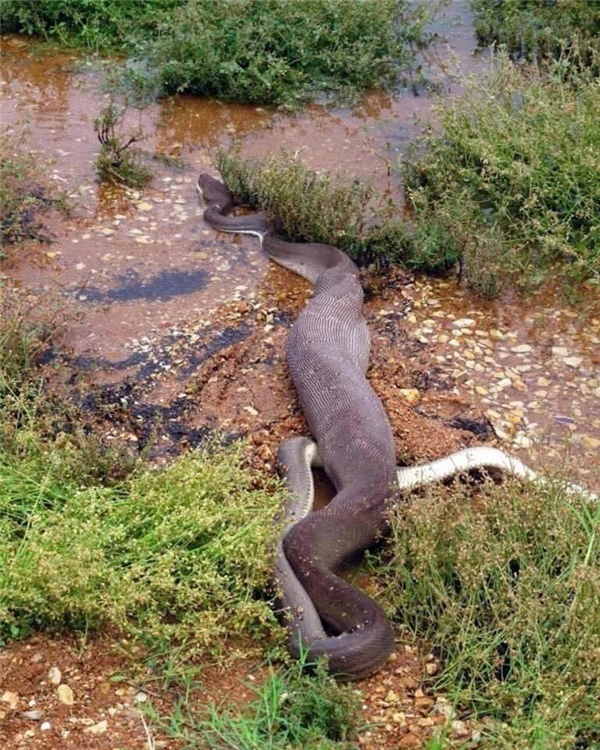 巨蟒吞食鱷魚：澳大利亞一巨蟒吞食整條鱷魚