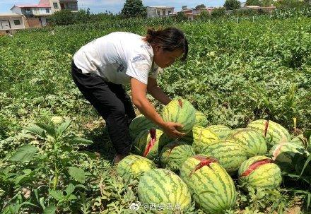 2000個(gè)西瓜被砍爛 兩三萬(wàn)斤西瓜突遭滅頂之災(zāi) 瓜農(nóng)欲哭無(wú)淚