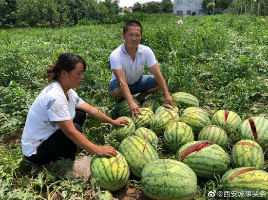 2000個西瓜被砍爛新進展 警方：帶刀傷西瓜約600個 并非兩千個